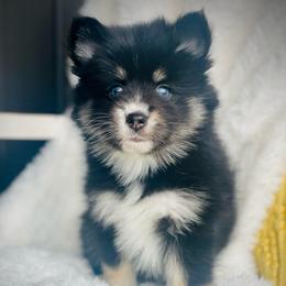 Raisin - Tri-color female Pomsky puppy in Greenville, South Carolina from Thicketty Mountain Pomskies