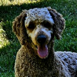 Bernedoodles and Goldendoodles from Rocky Creek Raised