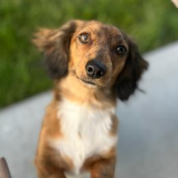 Dachshunds from Kayza's Dachshund