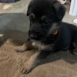 Girl 1 - Black and tan female German Shepherd puppy in Sumerduck, Virginia from He Reigns