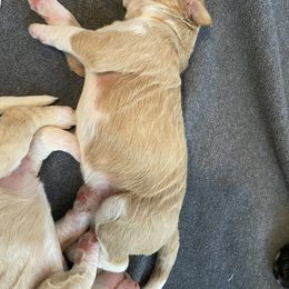 Bernedoodle Puppies from TJ SA Bernedoodles