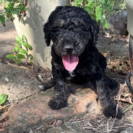 Red - Sable female Goldendoodle puppy in Arlington, Texas from Chambers Doodle Patch