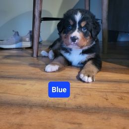 Bernese Mountain Dog Puppies from Muddy Paw Acres