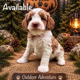 Rocky - Tri-color male Australian Labradoodle puppy in Eastover, North Carolina from Joyful Hearts Australian Labradoodles