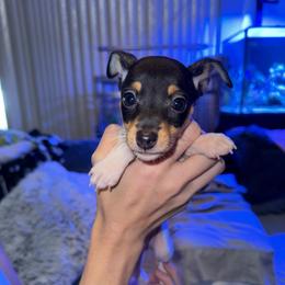 Pup A - White black and tan male Toy Fox Terrier puppy in Clermont, Florida from Debbie Hiles's Toy Fox Terriers