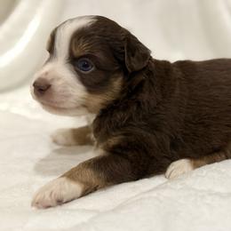 Marshall - Red tri male Miniature Australian Shepherd puppy in Natural Dam, Arkansas from Natural State Aussies
