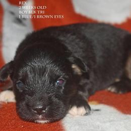 Rex - Black tri male Miniature Australian Shepherd puppy in Patterson, North Carolina from DreamLine Aussies