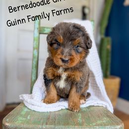 Derby pending - Phantom female Bernedoodle puppy in Grove, Oklahoma from Guinn Family Farms