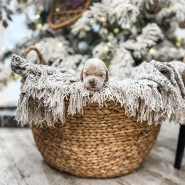Boy 2 - male Goldendoodle puppy in Benjamin, Utah from Pawsitively Perfect Pup Co.