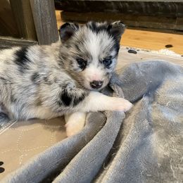 Pomsky Puppies from Ocean State Pomskies