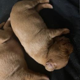 Boy 2 - Golden rust male Vizsla puppy in Chipley, Florida from GT Gundogs