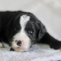 Coraline - Black and white female Sheepadoodle puppy in Lowry City, Missouri from Cooper Creek Puppies