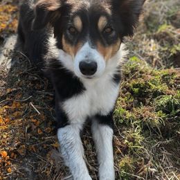 Border Collies from Champion Farms