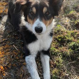 Border Collies from Champion Farms