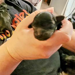 Havapoo Puppies from BAK Home Pups