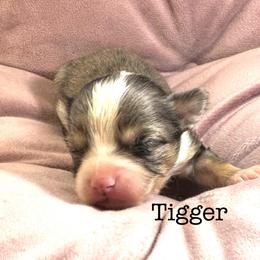 Tigger - Merle male Chihuahua puppy in Hobgood, North Carolina from Four Kids’ Farms, LLC