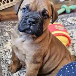 Bullmastiff Puppies from Valkyrie Bullmastiffs