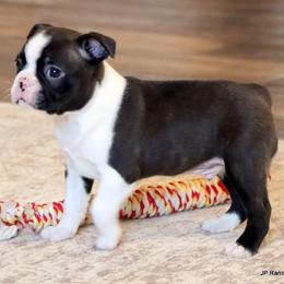 Sampson - Seal and white male Boston Terrier puppy in Winnsboro, Texas from JP Ranch Bulldogs