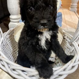 Assorted Doodle Crosses and Goldendoodle Puppies from Huff Family Farm & Doodles