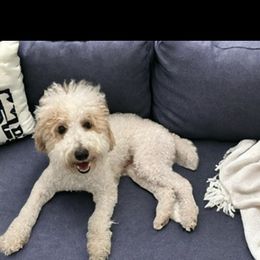 Ollie - Poodle