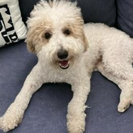 Ollie - Poodle