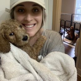 Goldendoodle Puppies from Edge Farm Goldendoodles