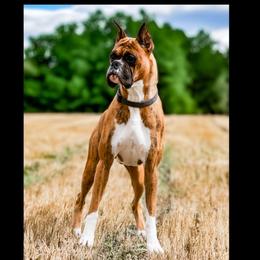 Rooster - Boxer