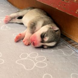 Princess Peach - Gray and white female Siberian Husky puppy in Mc Cleary, Washington from Chelsea's Huskies