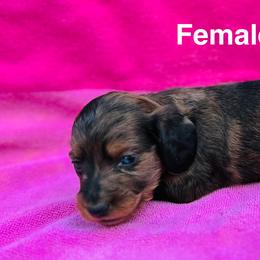 Rosy - Dapple female Dachshund puppy in Randleman, North Carolina from Deep River Aussies and Dachshunds