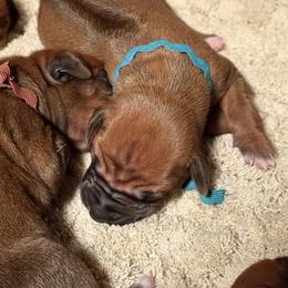 Girl 1 - Rd whtn blk nose female Rhodesian Ridgeback puppy in Chico, California from Keefer Ridge Rhodesian Ridgebacks