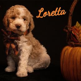 Loretta Lynn - Parti female Poodle puppy in Ten Mile, Tennessee from Bella's Beauties Moyen Poodles
