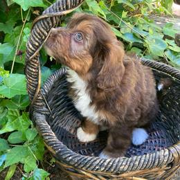 Fritos - female Australian Mountain Doodle puppy in Port Orchard, Washington from Yukon Harbor Doodles