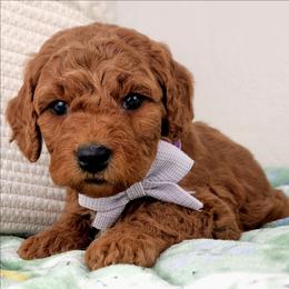 Amber - Red  female Goldendoodle puppy in Temecula, California from Oodles O'Doodles
