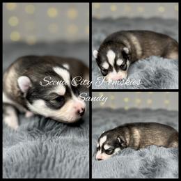 Sandy - Silver and white female Pomsky puppy in Rossville, Georgia from Scenic City Pomskies