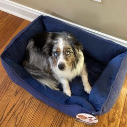 Trix - Miniature Australian Shepherd