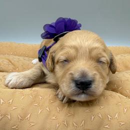 Sandy - Cream female Goldendoodle puppy in Cape Coral, Florida from Nay Nays Mini Doodles
