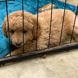 Oliver - Apricot male Poodle puppy in Nacogdoches, Texas from BA Mini Poodles