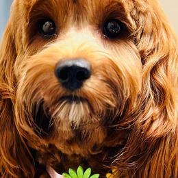 Chai - Cockapoo