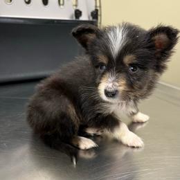 Boy 2 - Black tri male Toy Australian Shepherd puppy in Hokes Bluff, Alabama from Alegria Toy Aussies