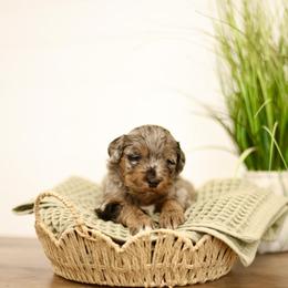 Frost - male Australian Mountain Doodle puppy in Spanish Fork, Utah from Little Puppy Co.