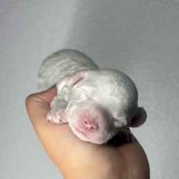 Pumpkin Spice - White male Maltipoo puppy in Roseville, California from Sunshine’s Maltipoo’s
