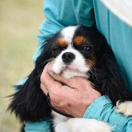 Mable - Cavalier King Charles Spaniel