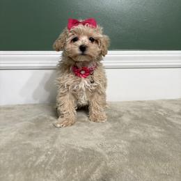 Hyacinth - Cream female Maltipoo puppy in Feasterville Trevose, Pennsylvania from HMH’s Maltipoos & Cavaliers