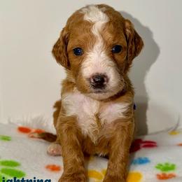 Lightening - Red  male Goldendoodle puppy in Beecher, Illinois from Erica’s Doodles