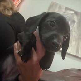Salem - Black male Dachshund puppy in Davison, Michigan from Brimstone Hollow Dachshunds