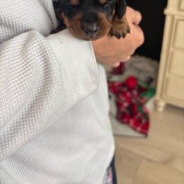 Charlie - Black and tan male Dachshund puppy in Tomball, Texas from Gutierrez House of Doxies