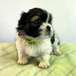 AKC-Oreo - Tricolor male Shih Tzu puppy in Mooresville, North Carolina from Juji Shih Tzu