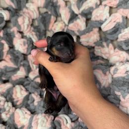 Bailey - Black and tan female Yorkshire Terrier puppy in Saint Cloud, Florida from Kei’s Precious Pups
