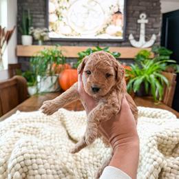 ..::Westley::.. Teddy bear Poochon - male Cavapoochon puppy in Hooper, Utah from Anchor Dogs