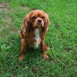 Kiara- OFA Chic 222181 - Cavalier King Charles Spaniel